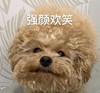 萌宠 汪星人 强颜欢笑 尴尬 呆萌 可爱