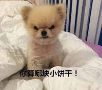 你算哪块小饼干 狗狗 被子 生气