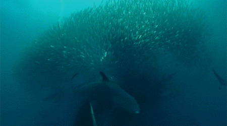 海底世界 鲸鱼 捕食 鱼群