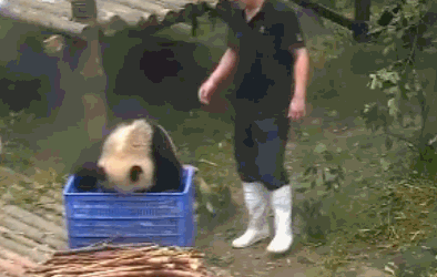 熊猫 淘气 可爱 呆萌