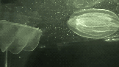 水母 海 生物 游泳