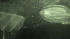 水母 海 生物 游泳