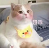 萌宠 喵星人 我超乖的 我多听话 可爱 憨憨