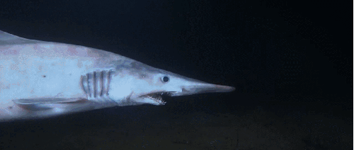 BBC:鲨鱼 剑吻鲨 动物 海洋 科普 鲨鱼