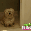 萌宠 汪 抬头