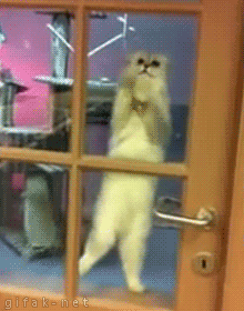 猫咪 站立 可爱 窗户