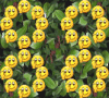 888888   嫩 呆萌 卡哇伊