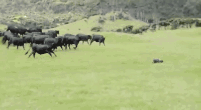 奶牛 奔跑 草原 追赶