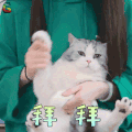萌宠 猫 拜拜 拒绝 soogif soogif出品