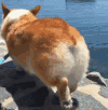 狗狗 胖乎乎 散步 海边