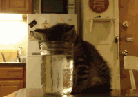 猫咪 喝水 搞笑 可爱