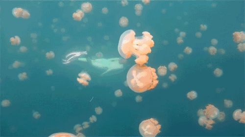 水母 漂亮 大海 游动