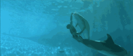 男子 潜水 海豚 游泳