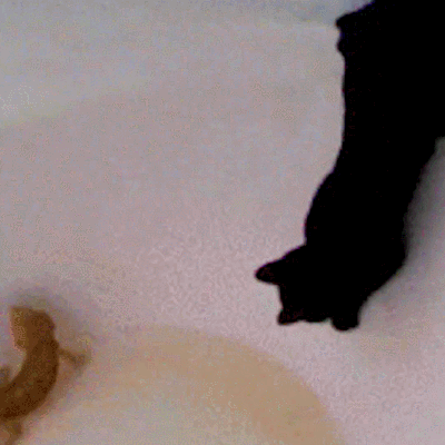小猫咪 黑色 水 可爱