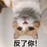 猫 反了你 生气