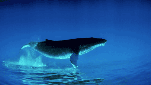 鲸鱼 动物 海洋 舞蹈
