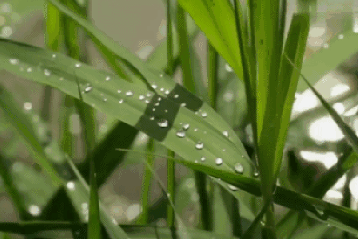 水珠 小草 绿叶 动态