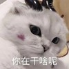 萌宠 猫星人 你在干嘛呢 好奇 呆萌 可爱