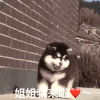 萌宠 汪星人 姐姐我来啦 我来了 呆萌 可爱
