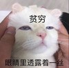 萌宠 猫星人 贫穷 眼睛里透露着一丝 呆萌 可爱