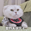 萌宠 喵星人 愁的头都平了 难受 呆萌 搞怪