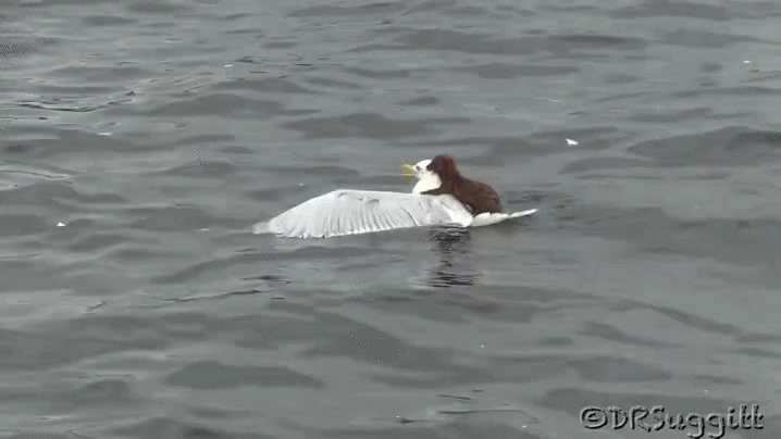 湖 自然 黄鼠狼 海鸟