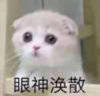 萌宠 喵星人 眼神涣散 难受 搞怪 逗