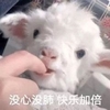 萌宠 小羊 没心没肺 快乐加倍 呆萌 可爱
