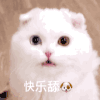 萌宠 喵星人 快乐 舔狗 搞怪 逗