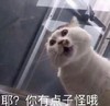 萌宠 猫星人 耶 你有点子怪 呆萌 可爱