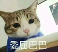 猫咪 可爱 萌萌哒 搞笑 斗图 委屈巴巴