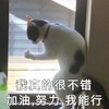 萌宠 猫星人 我真的很不错 加油努力 呆萌 可爱