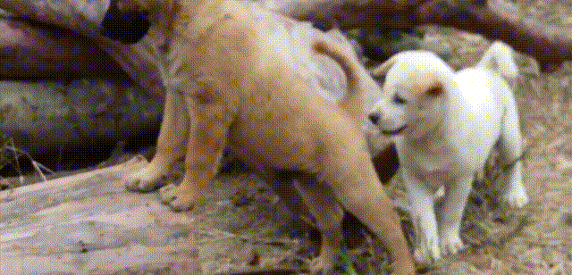 狗狗 玩耍 白色 可爱