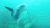 生物学  海洋 科学 怪鱼