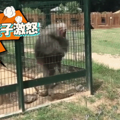 动物 猴子 笼子