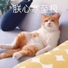 萌宠 喵星人 朕心寒至极 难受 呆萌 可爱