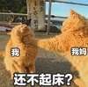 萌宠 猫星人 还不起床 放假在家的我 呆萌 可爱