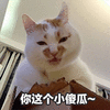 萌宠 猫咪 猫 喵星人 你这个小傻瓜 傻瓜 搞怪