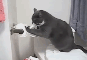 猫咪 卫生纸 有仇 可爱
