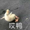 萌宠 小鸭子 哎呀 摔倒 搞怪 逗