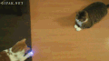 猫 激光  cat 玩耍