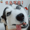 萌宠 狗 生无可恋 搞怪 soogif soogif出品