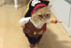 猫咪 海盗 帽子 可爱