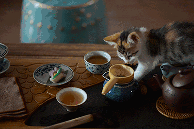 猫 茶叶 喝茶
