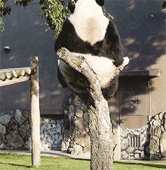 熊猫 爬树 蠢萌 坐断树干