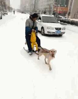 狗狗  搞笑  雪地  马车