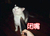 猫咪 手指 剪刀 闭嘴