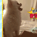 狗狗 可爱 萌宠 汪星人