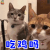 萌宠 猫咪 猫 吃鸡 soogif soogif出品