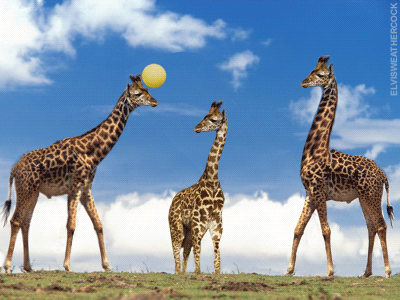 长颈鹿 蓝天 球 活泼 无聊 giraffe